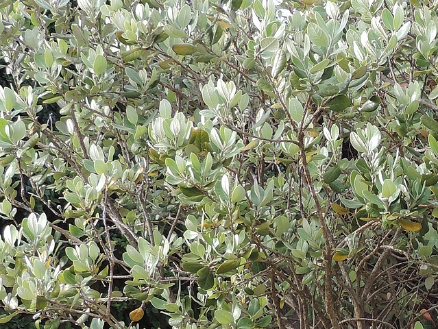 Acca sellowiana (Feijoa) : feuillage d'un arbre conduit en touffe (20 ans)