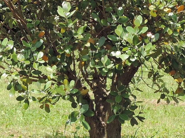 Acca sellowiana (Feijoa) : bas du feuillage d'une touffe