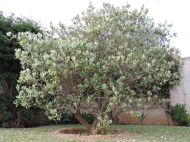 Acca sellowiana (Feijoa) : arbre conduit en touffe (20 ans)