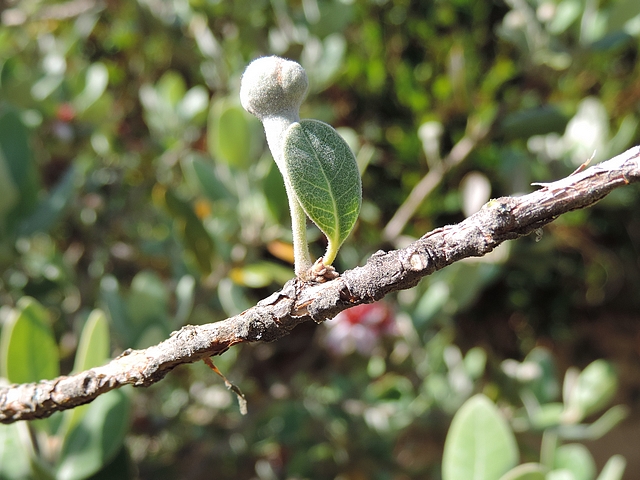 Acca sellowiana (Feijoa) : �volution du bourgeonnement � la base du p�doncule d'une fleur solitaire