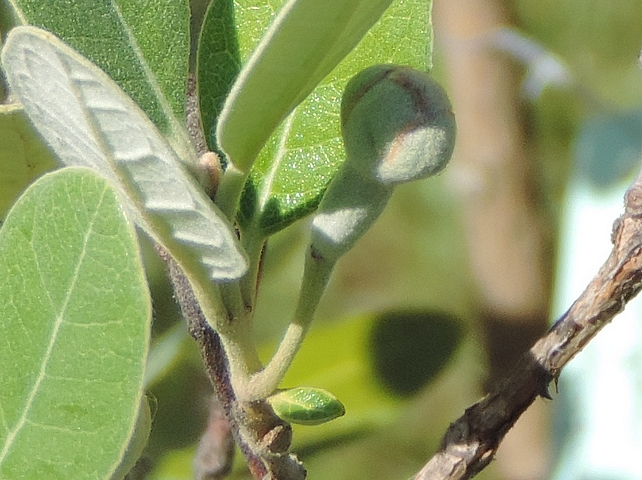 Acca sellowiana (Feijoa) : bouton floral � l'aisselle d'une tr�s petite feuille
