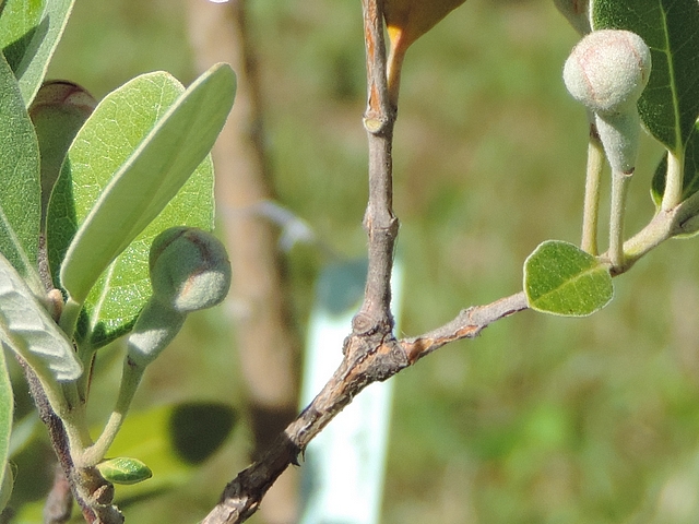 Acca sellowiana (Feijoa) : deux boutons floraux � l'aisselle de petites feuilles