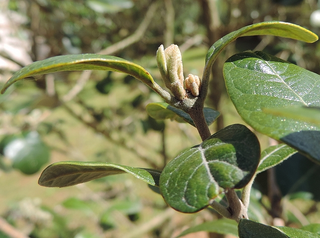 Acca sellowiana (Feijoa) : d�marrage de deux bourgeons axillaires au sommet d'un rameau de l'ann�e