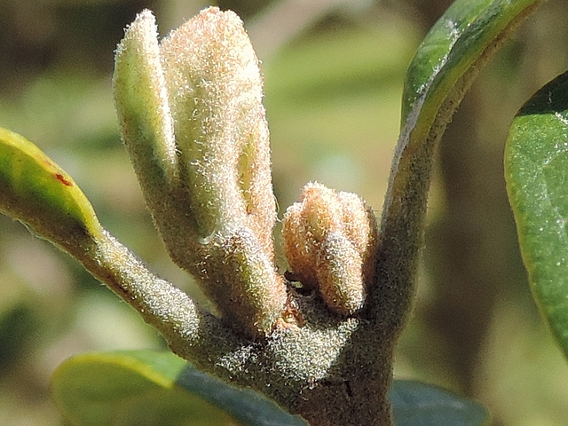 Acca sellowiana (Feijoa) : d�marrage de deux bourgeons axillaires au sommet d'un rameau de l'ann�e