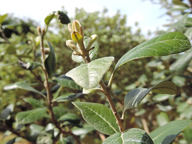 Acca sellowiana (Feijoa) : deux boutons floraux en cours de d�veloppement � l'aisselle de feuilles qui tombent