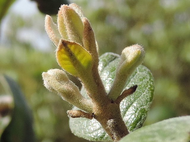 Acca sellowiana (Feijoa) : deux boutons floraux en cours de d�veloppement � l'aisselle de feuilles qui tombent