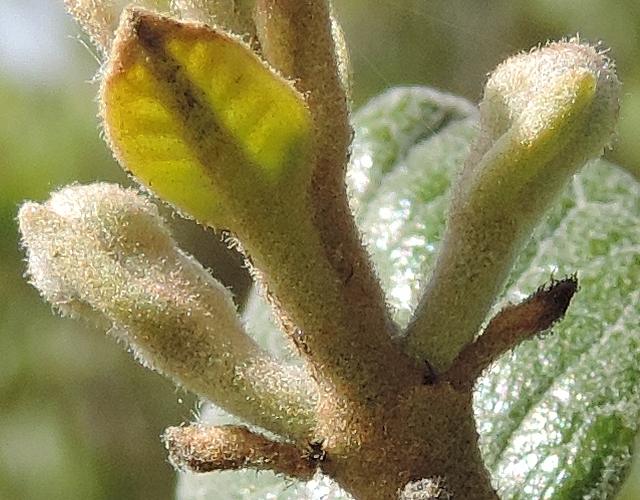 Acca sellowiana (Feijoa) : deux boutons floraux en cours de d�veloppement � l'aisselle de feuilles qui tombent