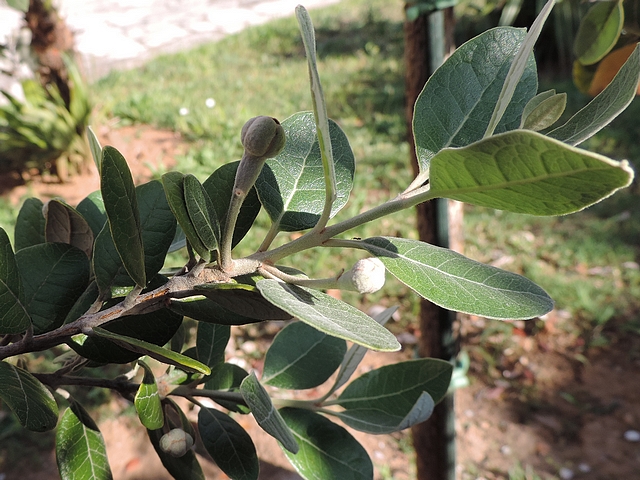 Acca sellowiana (Feijoa) : groupe de deux fleurs d�cal�es sur un rameau de l'ann�e