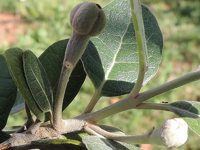 Acca sellowiana (Feijoa) : groupe de deux fleurs d�cal�es sur un rameau de l'ann�e