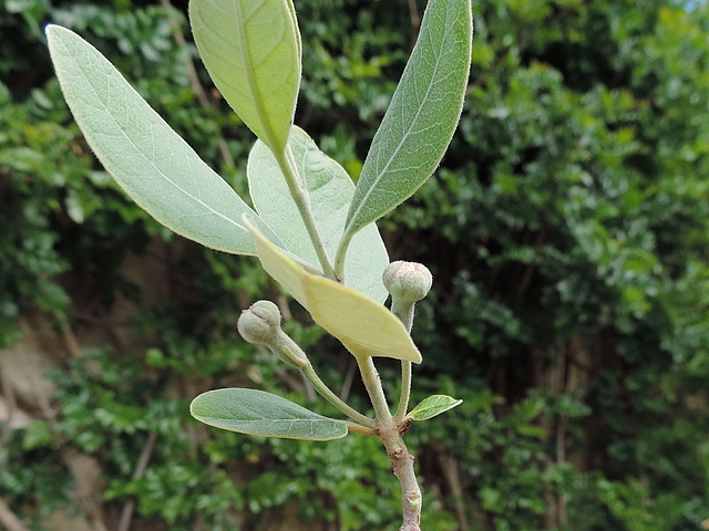 Acca sellowiana (Feijoa) : groupe de deux fleurs (oppos�es) sur un rameau de l'ann�e 