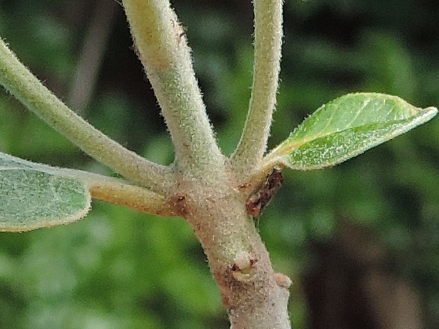 Acca sellowiana (Feijoa) : p�doncules de deux fleurs (oppos�es) sur un rameau de l'ann�e 