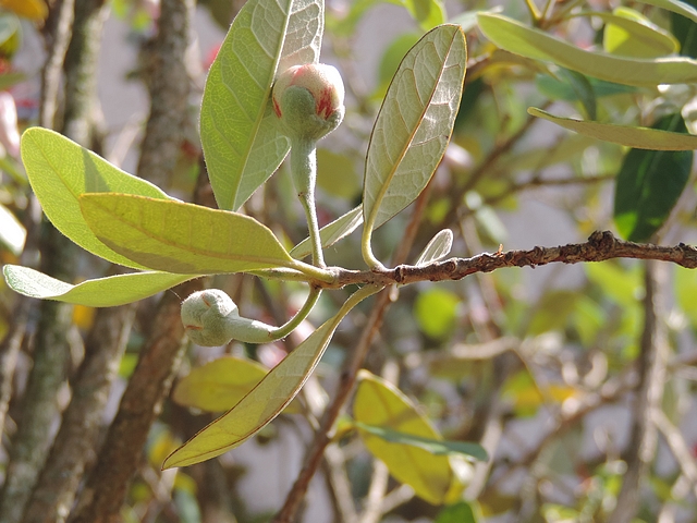 Acca sellowiana (Feijoa) : deux fleurs oppos�es sur rameau de l'ann�e, une au-dessus de l'autre