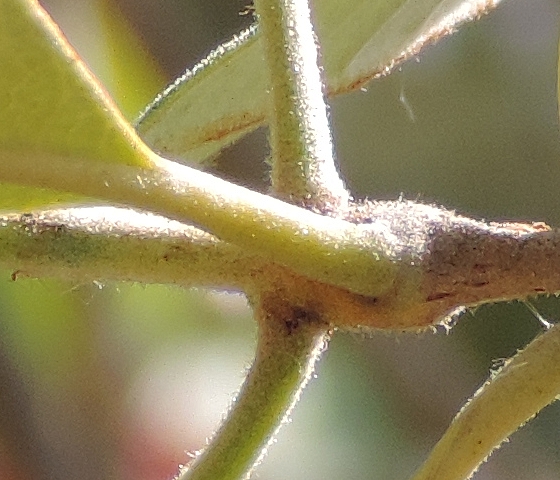 Acca sellowiana (Feijoa) : p�doncules de deux fleurs oppos�es sur un rameau de l'ann�e