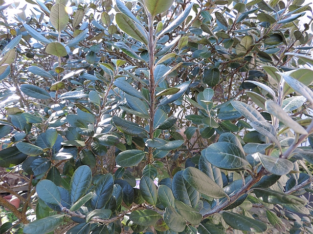 Acca sellowiana (Feijoa) : feuillage