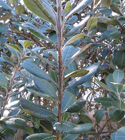 Acca sellowiana (Feijoa) : les feuilles sont oppos�es d�cuss�es