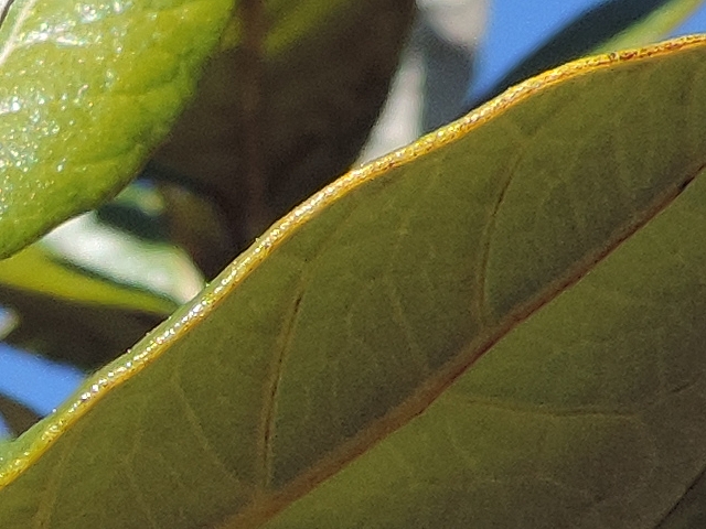 Acca sellowiana (Feijoa) : tranche du limbe (la feuille est �paisse)