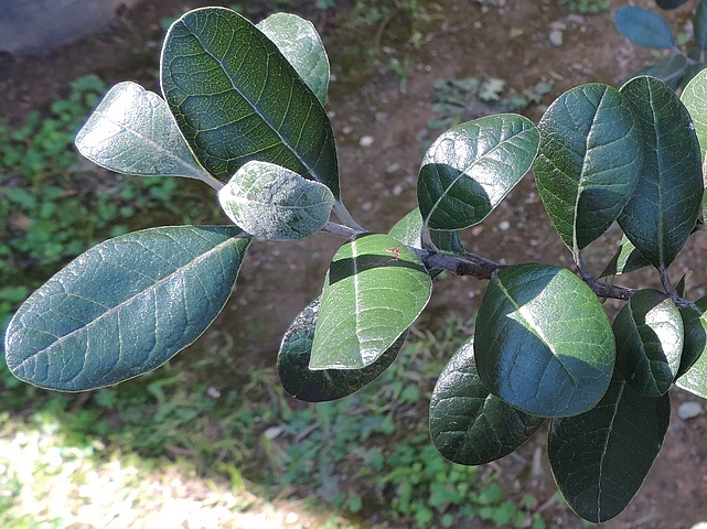 Acca sellowiana (Feijoa) : jeune feuille recouverte de pruine blanche