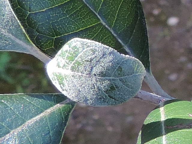 Acca sellowiana (Feijoa) : jeune feuille recouverte de pruine blanche