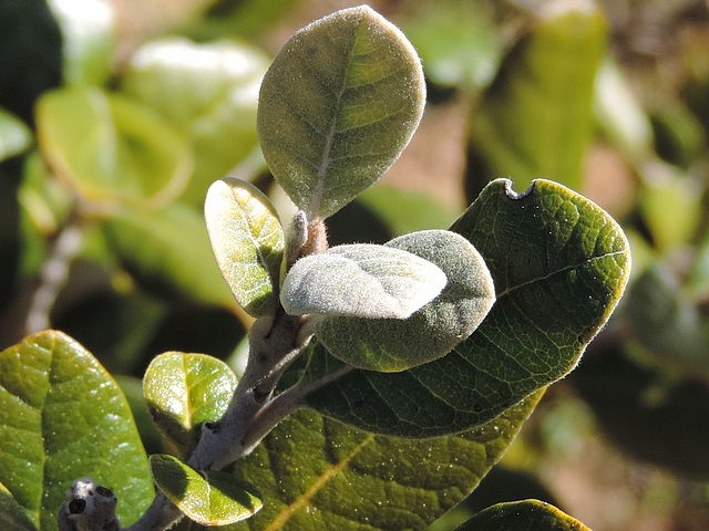 Acca sellowiana (Feijoa) : jeunes feuilles recouvertes de pruine blanche