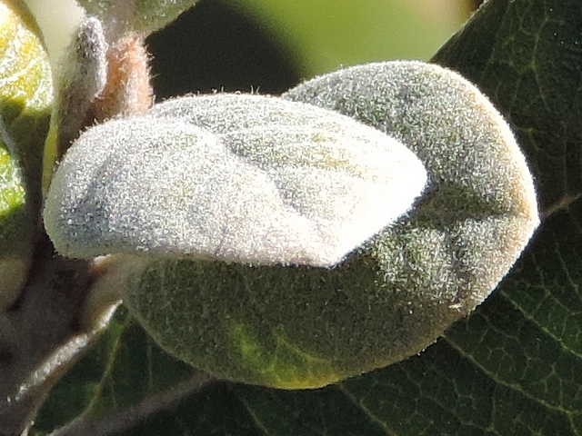 Acca sellowiana (Feijoa) : jeunes feuilles recouvertes de pruine blanche