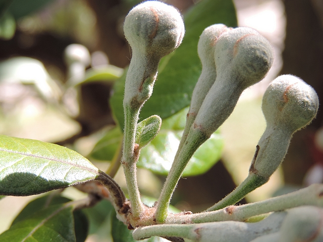 Acca sellowiana (Feijoa) : bouton floral avec une feuille implant�e sur le p�doncule