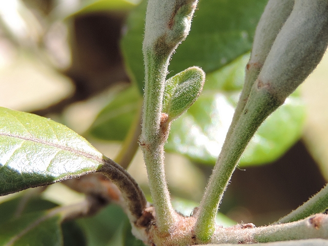Acca sellowiana (Feijoa) : bouton floral avec une feuille implant�e sur le p�doncule