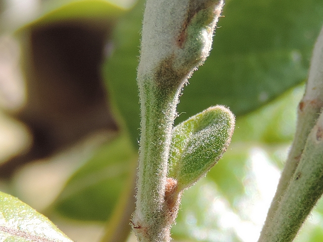 Acca sellowiana (Feijoa) : feuille implant�e sur le p�doncule d'un bouton floral