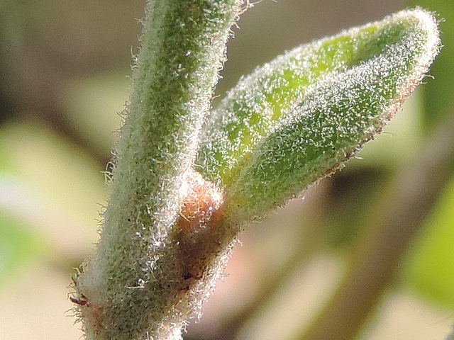 Acca sellowiana (Feijoa) : feuille implant�e sur le p�doncule d'un bouton floral