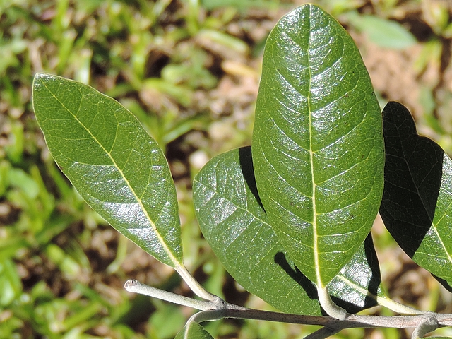 Acca sellowiana (Feijoa) : feuilles