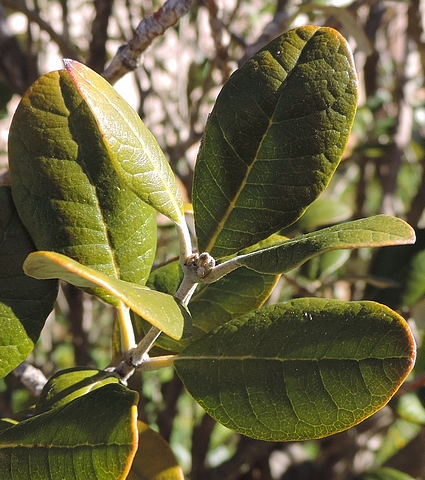 Acca sellowiana (Feijoa) : les feuilles sont coriaces