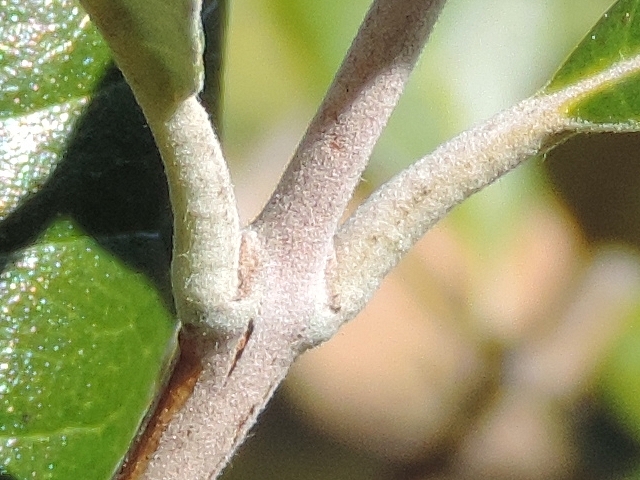 Acca sellowiana (Feijoa) : p�tioles de jeunes feuilles recouverts d'un duvet blanch�tre (rameau de l'ann�e)