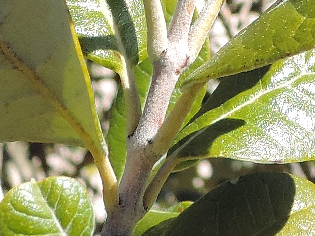 Acca sellowiana (Feijoa) : les feuilles sont oppos�es d�cuss�es