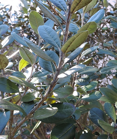 Acca sellowiana (Feijoa) : rameau (les feuilles sont oppos�es d�cuss�es)