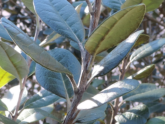 Acca sellowiana (Feijoa) : les feuilles sont oppos�es d�cuss�es