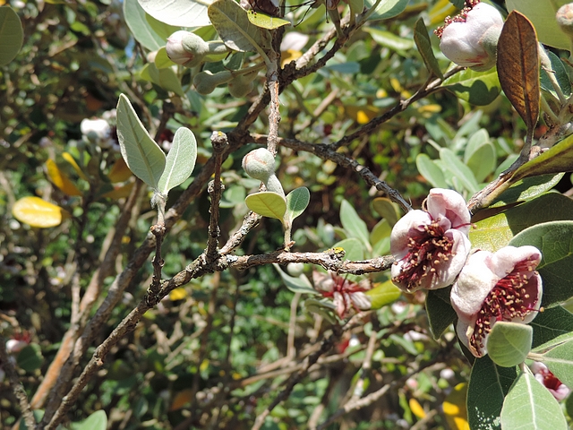 Acca sellowiana (Feijoa) : bouton floral avec deux feuilles sur le p�doncule
