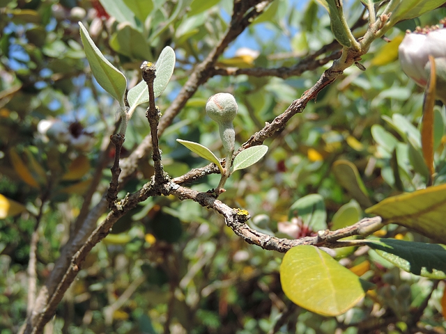 Acca sellowiana (Feijoa) : bouton floral avec deux feuilles sur le p�doncule