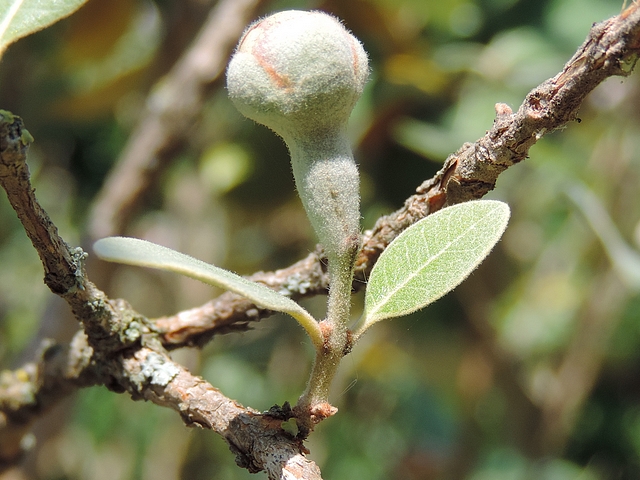 Acca sellowiana (Feijoa) : bouton floral avec deux feuilles sur le p�doncule