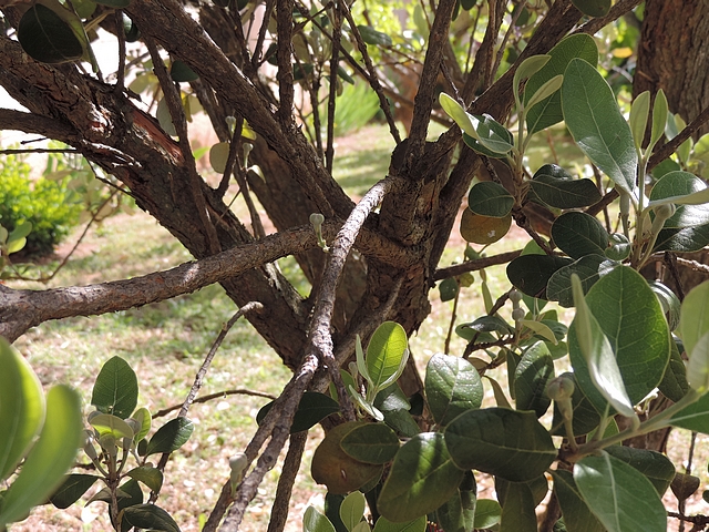 Acca sellowiana (Feijoa) : bouton floral avec deux feuilles en formation sur le p�doncule
