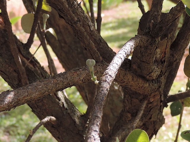 Acca sellowiana (Feijoa) : bouton floral avec deux feuilles en formation sur le p�doncule