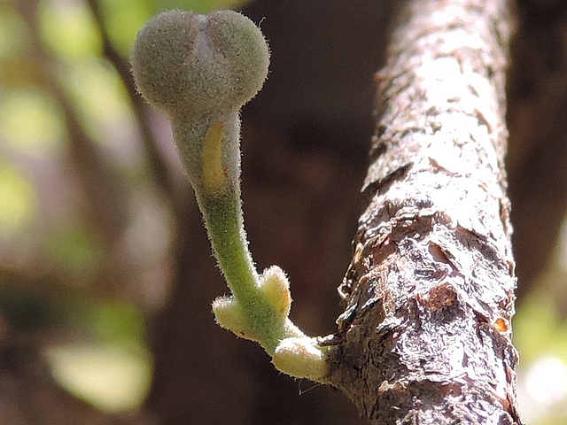 Acca sellowiana (Feijoa) : deux feuilles en formation sur le p�doncule d'un bouton floral