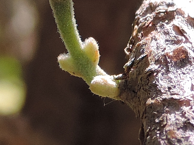 Acca sellowiana (Feijoa) : deux feuilles en formation sur le p�doncule d'un bouton floral