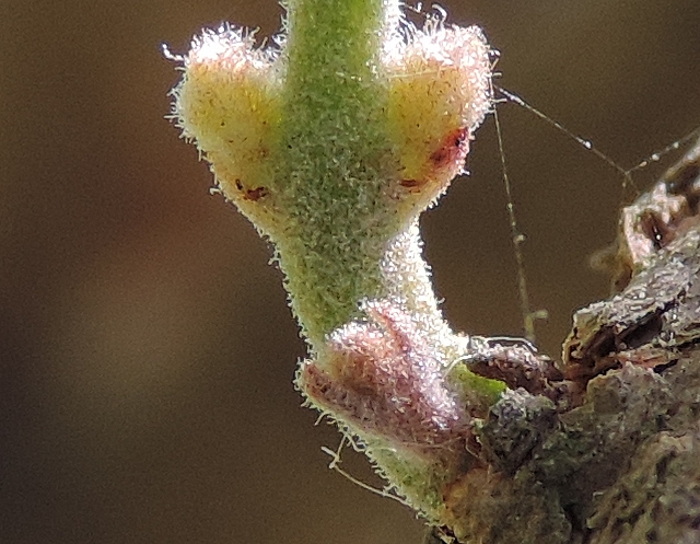 Acca sellowiana (Feijoa) : deux feuilles en formation sur le p�doncule d'un bouton floral