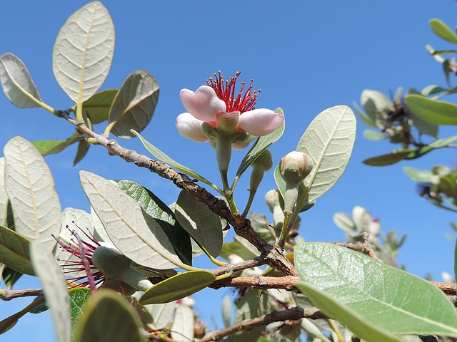 Acca sellowiana (Feijoa) : fleur �panouie portant deux feuilles sur le p�doncule