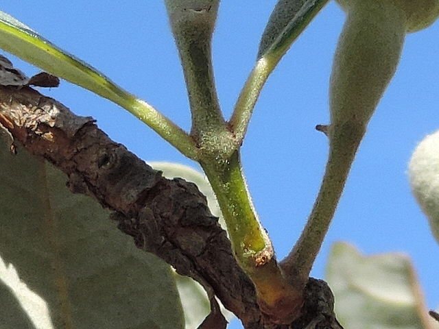 Acca sellowiana (Feijoa) : p�doncule floral portant deux feuilles (� gauche)
