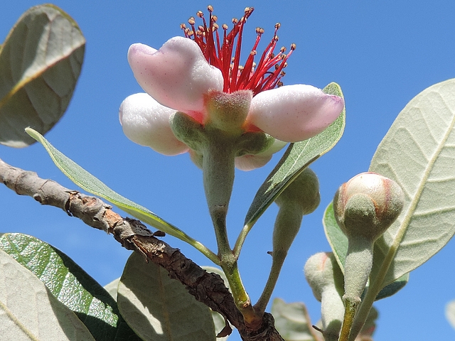 Acca sellowiana (Feijoa) : fleur �panouie portant deux feuilles sur le p�doncule