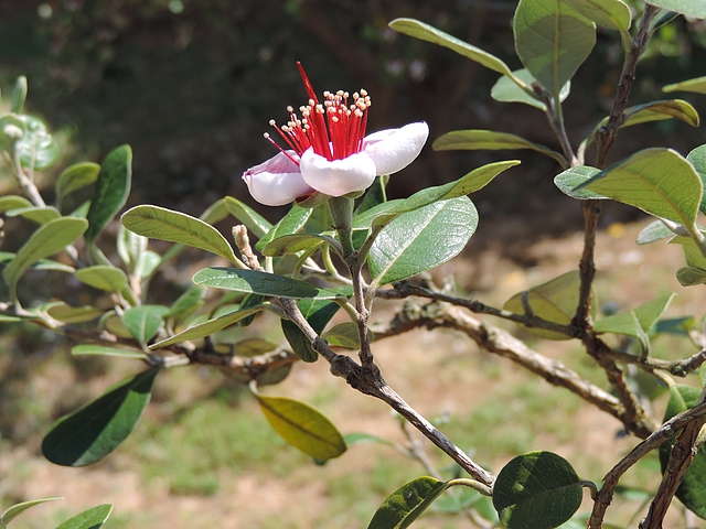 Acca sellowiana (Feijoa) : fleur semblant porter quatre feuilles sur le p�doncule