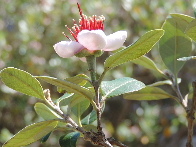Acca sellowiana (Feijoa) : rameau de l'ann�e porteur de quatre feuilles et d'une fleur au sommet