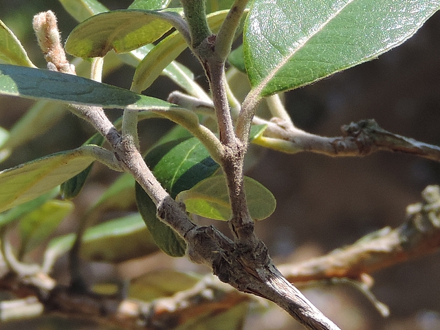 Acca sellowiana (Feijoa) : pousse de deux rameaux de l'ann�e au sommet d'un rameau de l'ann�e pr�c�dente
