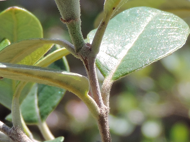 Acca sellowiana (Feijoa) : sommet d'un rameau de l'ann�e porteur de quatre feuilles et d'une fleur