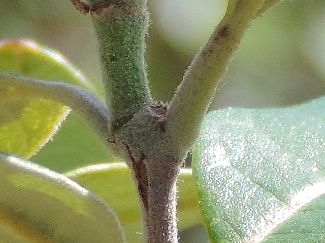 Acca sellowiana (Feijoa) : sommet d'un rameau de l'ann�e porteur de quatre feuilles et d'une fleur
